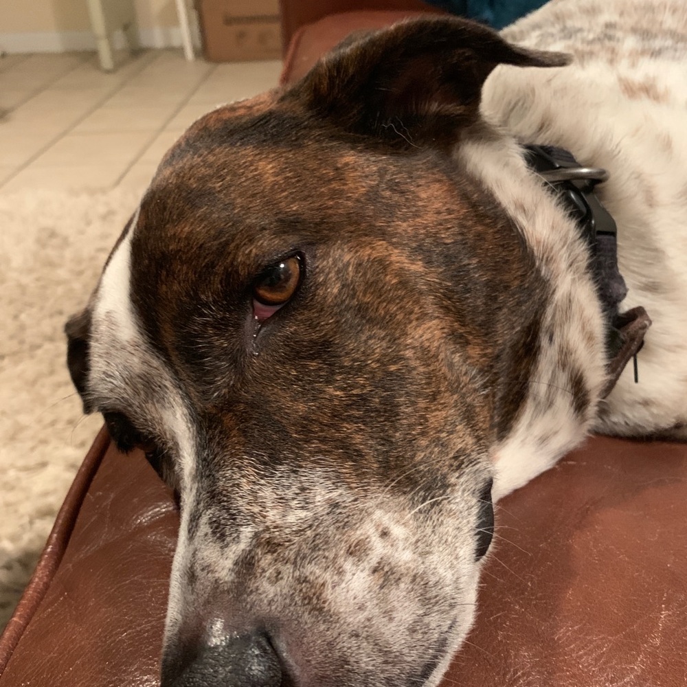 Meet your Posher, Julie